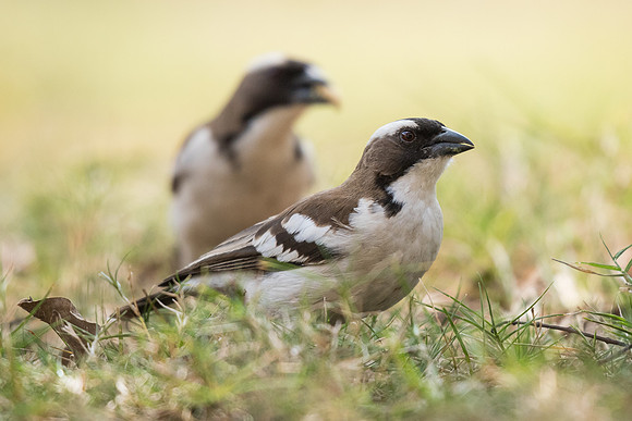White-browed sparrow-weaver (Plocepasser mahali)