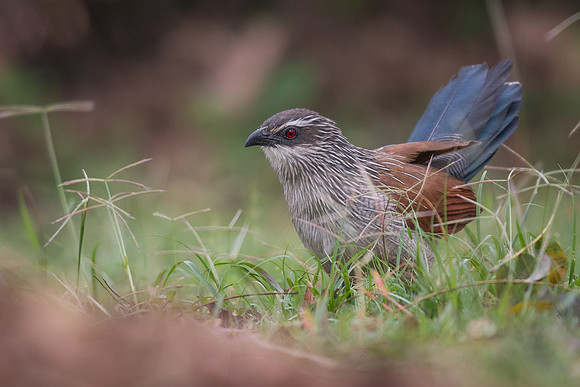 White-browed coucal (Centropus superciliosus)