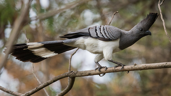 White-bellied go-away-bird (Corythaixoides leucogaster)