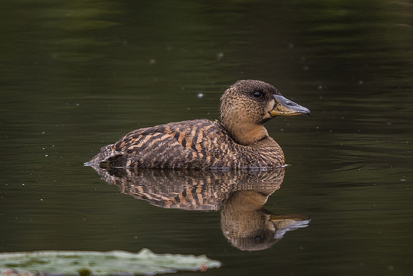 White-backed duck (Thalassornis leuconotus)
