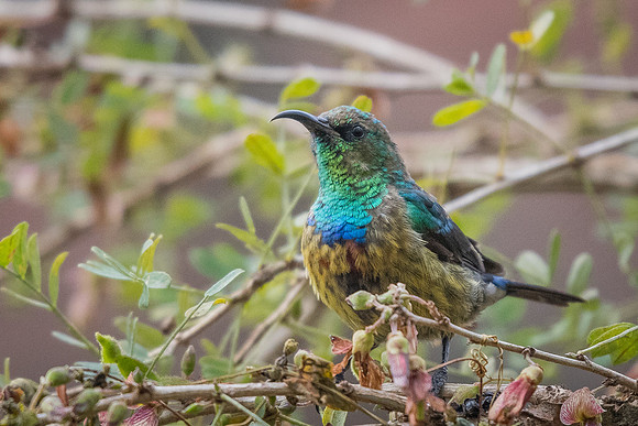 Variable sunbird (Cinnyris venustus)