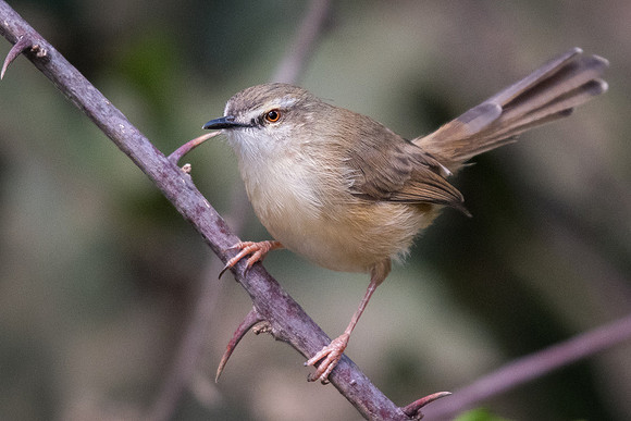 Tawny-flanked prinia (Prinia subflava)