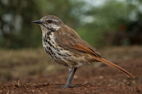 Spotted morning-thrush (Cichladusa guttata)