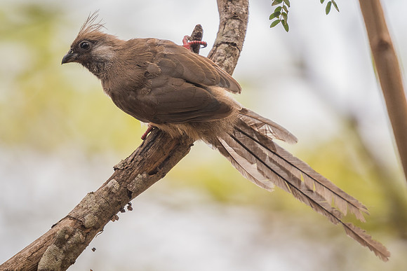 Speckled mousebird (Colius striatus)