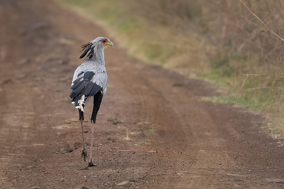 Secretary bird (Sagittarius serpentarius)