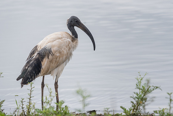 Sacred ibis (Threskiornis aethiopicus)