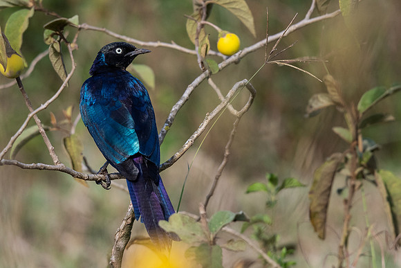 Ruppell's long-tailed starling (Lamprotornis purpuropterus)