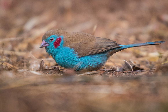 Red-cheeked cordon-bleu (Uraeginthus bengalus)