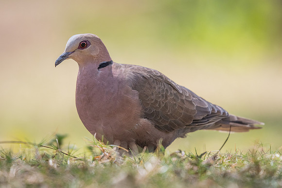 Red-eyed dove (Streptopelia semitorquata)