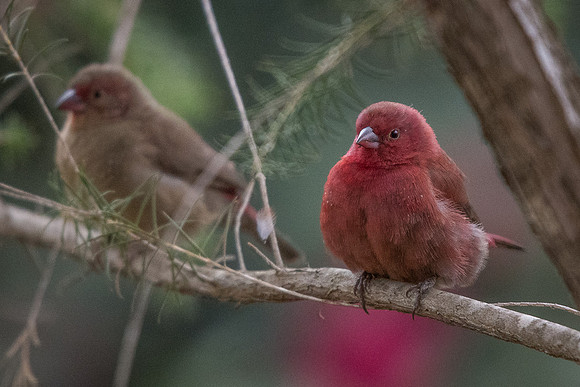 Red-billed firefinch (Lagonosticta senegala)