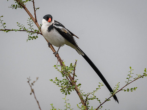 Pin-tailed whydah (Vidua macroura)