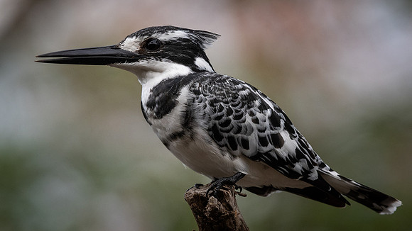 Pied kingfisher (Ceryle rudis)