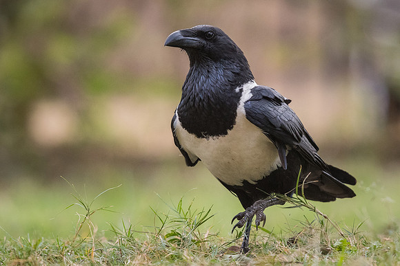 Pied crow (Corvus albus)