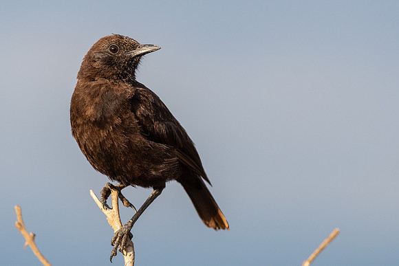 Northern anteater-chat (Myrmecocichla aethiops)