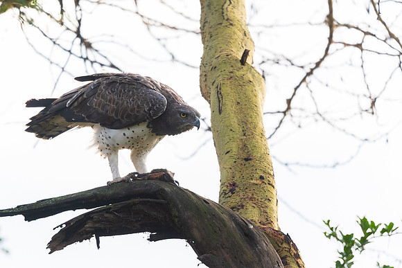 Martial eagle (Polemaetus bellicosus)