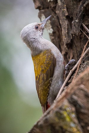Mountain gray woodpecker (Chloropicus spodocephalus)