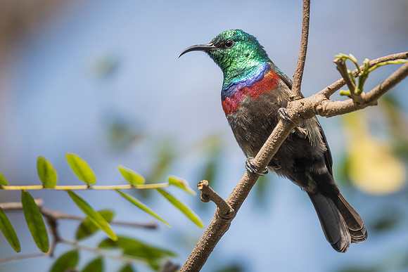 Marico sunbird (Cinnyris mariquensis)