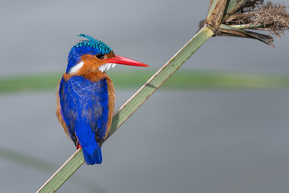 Malachite kingfisher (Corythornis cristatus)