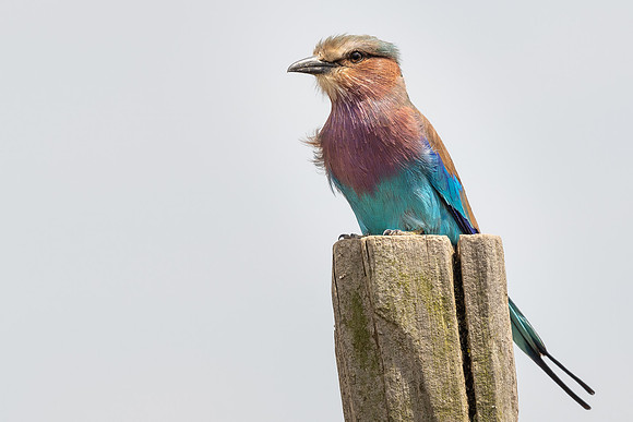 Lilac-breasted roller (Coracias caudatus)