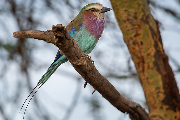 Lilac-breasted roller (Coracias caudatus)
