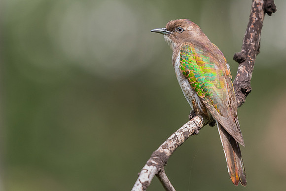Klaas's cuckoo (Chrysococcyx klaas)