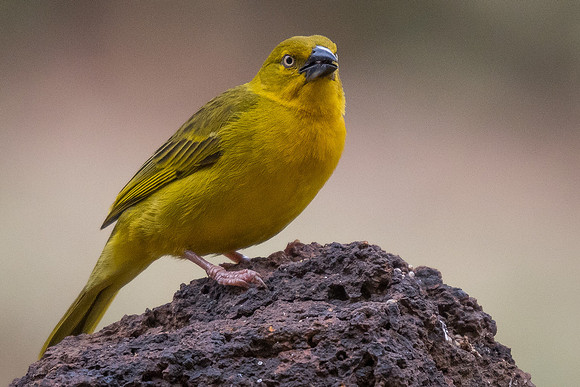 Holub's golden weaver (Ploceus xanthops)