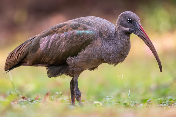 Hadeda ibis (Bostrychia hagedash)