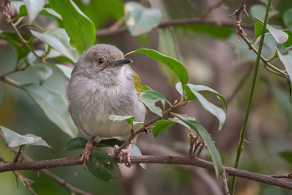Grey-backed camaroptera (Camaroptera brachyura)