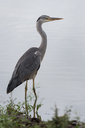 Grey heron (Ardea cinerea)