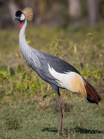 Grey crowned crane (Balearica regulorum)