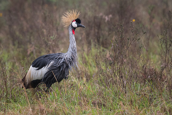 Grey crowned crane (Balearica regulorum)