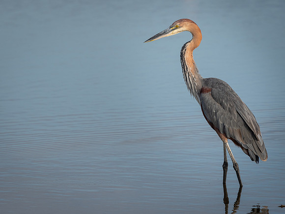 Goliath heron (Ardea goliath)