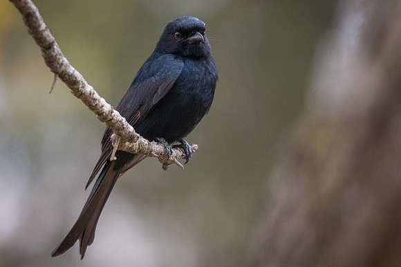 Fork-tailed drongo (Dicrurus adsimilis)