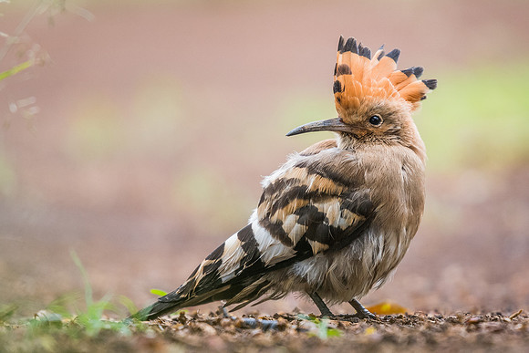 Eurasian hoopoe (Upupa epops)