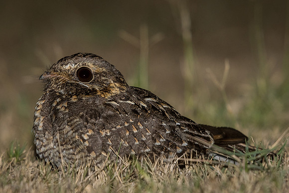 Dusky nightjar (Caprimulgus fraenatus)