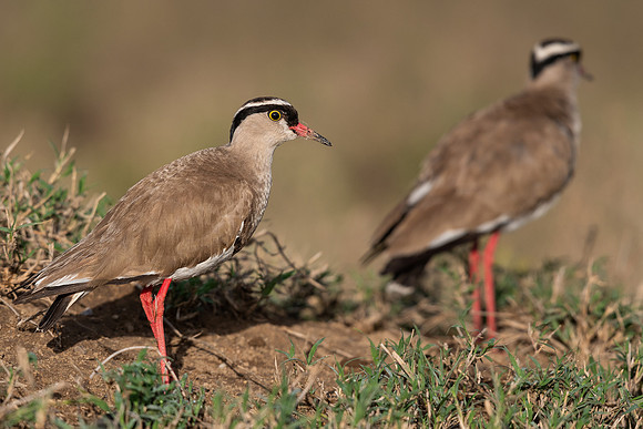 Crowned lapwing (Vanellus coronatus)