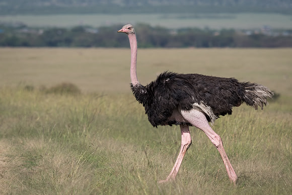 Common ostrich (Struthio camelus)
