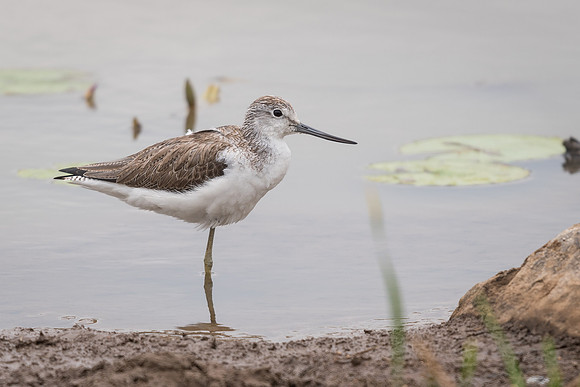 Common greenshank (Tringa nebularia)