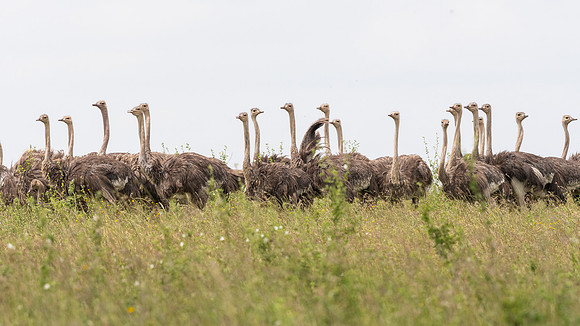Common ostrich (Struthio camelus)