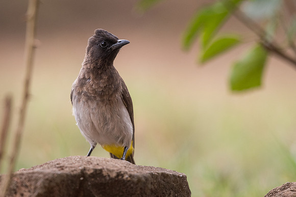 Common bulbul (Pycnonotus barbatus)