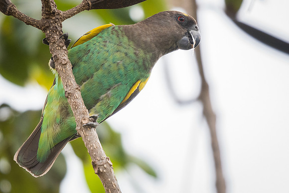 Brown parrot (Poicephalus meyeri)