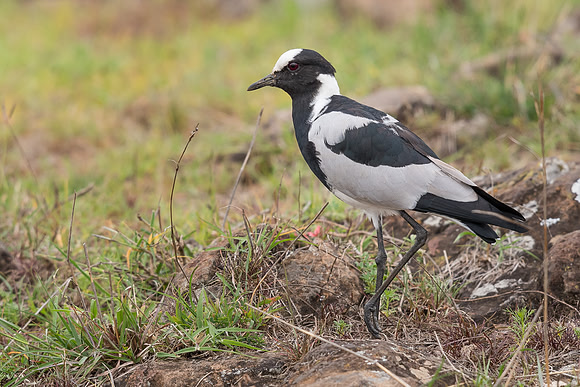 Blacksmith lapwing (Vanellus armatus)