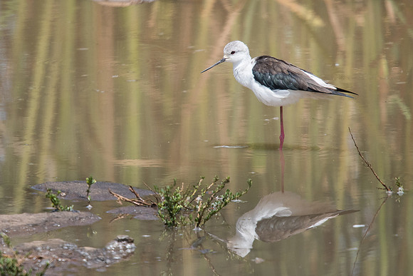Black-winged stilt (Himantopus himantopus)