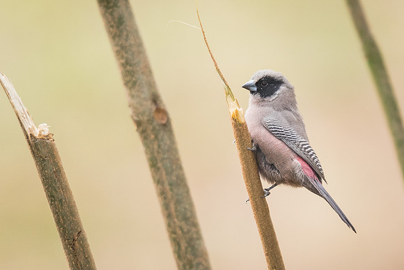 Black-cheeked waxbill (Estrilda charmosyna)