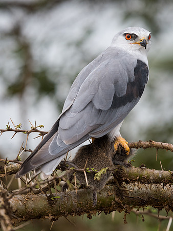 Black-shouldered kite (Elanus caeruleus)