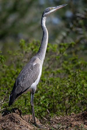 Black-headed heron (Ardea melanocephala)
