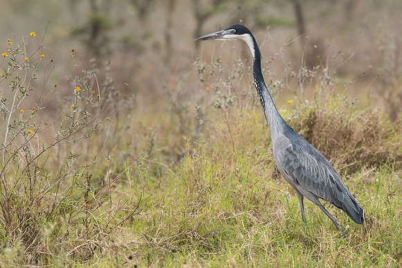 Black-headed heron (Ardea melanocephala)