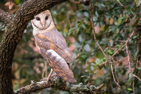 Barn owl (Tyto alba)