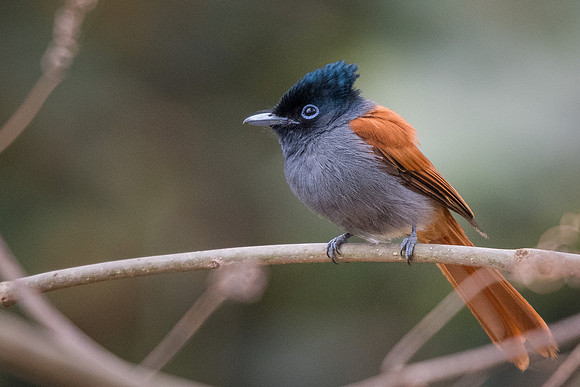 African paradise-flycatcher (Terpsiphone viridis)