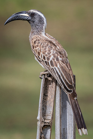 African gray hornbill (Lophoceros nasutus)